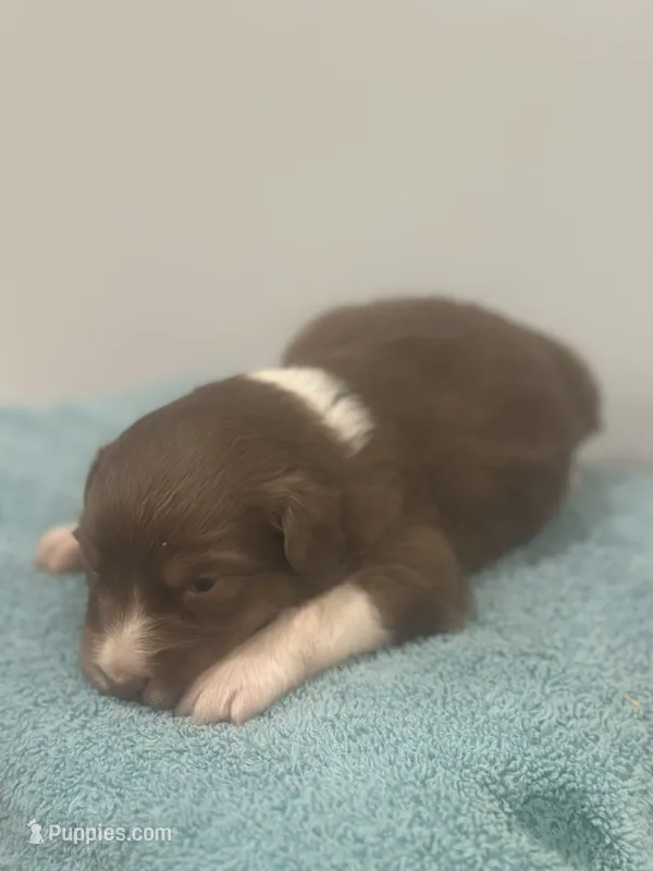 Ginger – Australian Shepherd puppy for sale in Toledo, IL