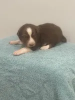 Star, a female Australian Shepherd for sale in Toledo, IL – 3 of 3