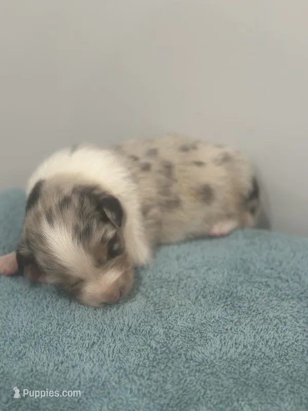 Willow – Australian Shepherd puppy for sale in Toledo, IL