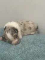 Willow, a female Australian Shepherd for sale in Toledo, IL – 1 of 3