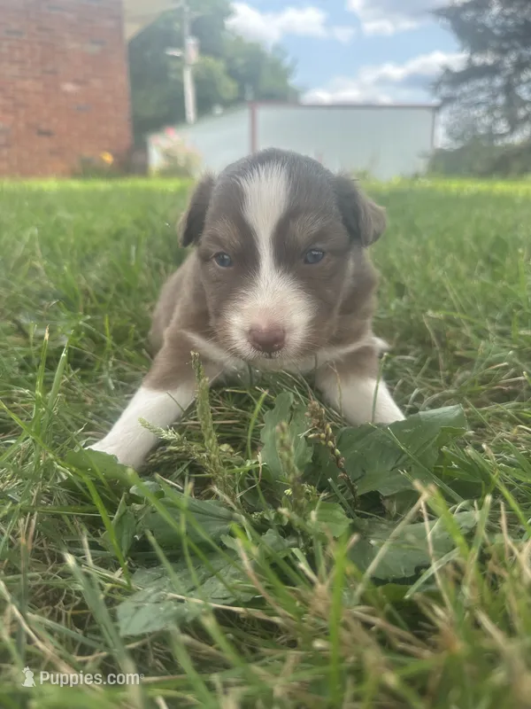 Star – Australian Shepherd puppy for sale in Toledo, IL