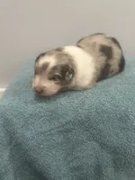 Stardust, a female Australian Shepherd for sale in Toledo, IL – 4 of 4