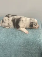Crystal, a female Australian Shepherd for sale in Toledo, IL – 2 of 4