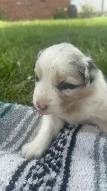 Crystal – Australian Shepherd puppy on hold in Toledo, IL