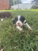Dezz , a male Australian Shepherd for sale in Toledo, IL – 7 of 9