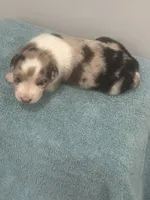 Stardust, a female Australian Shepherd for sale in Toledo, IL – 1 of 4