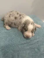 Monster , a male Australian Shepherd for sale in Toledo, IL – 2 of 4