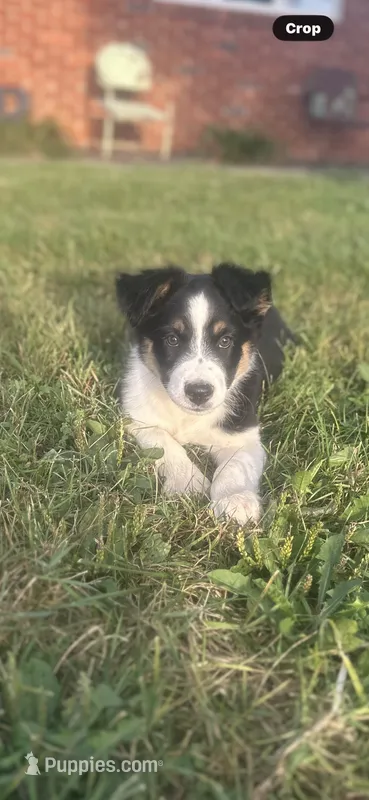 Dezz  – Australian Shepherd puppy for sale in Toledo, IL