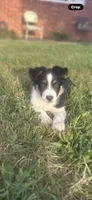 Dezz , a male Australian Shepherd for sale in Toledo, IL – 1 of 9