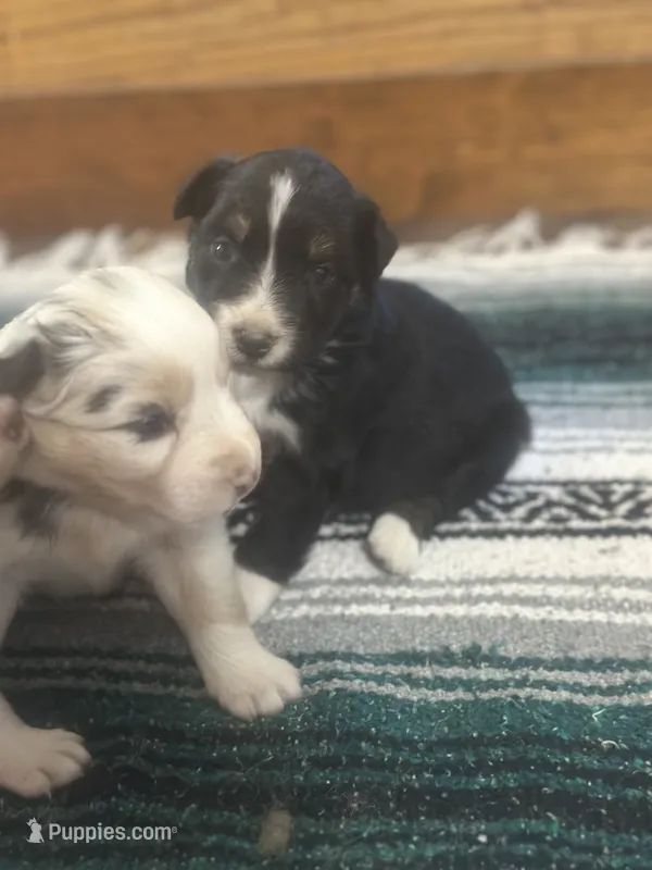 Arrow  – Australian Shepherd puppy for sale in Toledo, IL