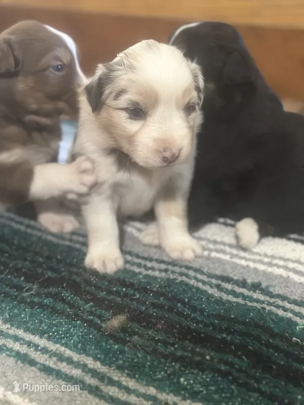 Crystal – Australian Shepherd puppy for sale in Toledo, IL