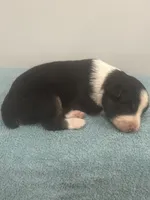 Dezz , a male Australian Shepherd for sale in Toledo, IL – 2 of 2