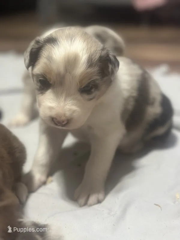 Stardust – Australian Shepherd puppy for sale in Toledo, IL