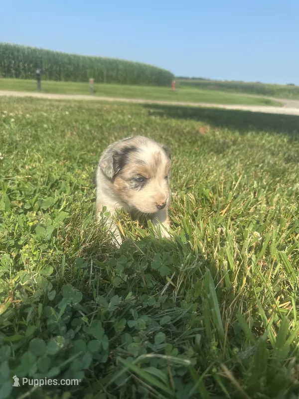 Stardust – Australian Shepherd puppy on hold in Toledo, IL