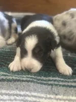 Dezz , a male Australian Shepherd for sale in Toledo, IL – 5 of 9
