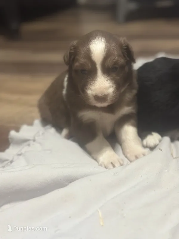 Star – Australian Shepherd puppy for sale in Toledo, IL