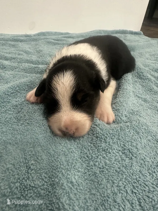 Dezz  – Australian Shepherd puppy for sale in Toledo, IL
