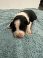 Dezz , a male Australian Shepherd for sale in Toledo, IL – 1 of 2