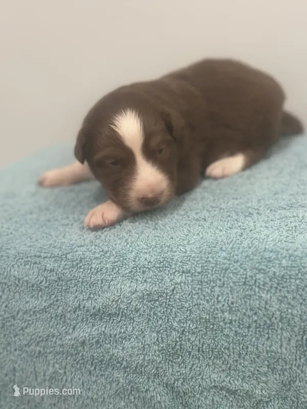 Star – Australian Shepherd puppy for sale in Toledo, IL