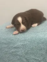Star, a female Australian Shepherd for sale in Toledo, IL – 1 of 3