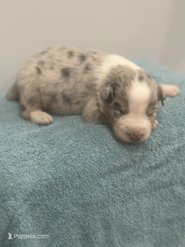 Monster  – Australian Shepherd puppy for sale in Toledo, IL
