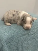 Monster , a male Australian Shepherd for sale in Toledo, IL – 1 of 4