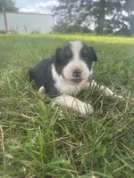 Dezz , a male Australian Shepherd for sale in Toledo, IL – 9 of 9