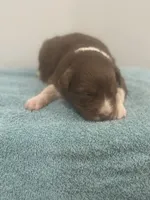 Ginger, a female Australian Shepherd for sale in Toledo, IL – 3 of 3