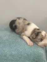 Stardust, a female Australian Shepherd for sale in Toledo, IL – 3 of 4