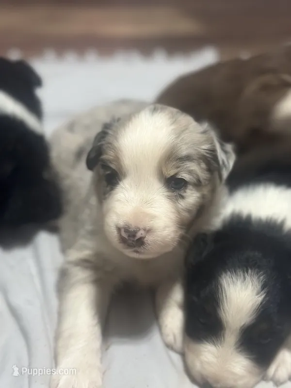 Willow – Australian Shepherd puppy for sale in Toledo, IL