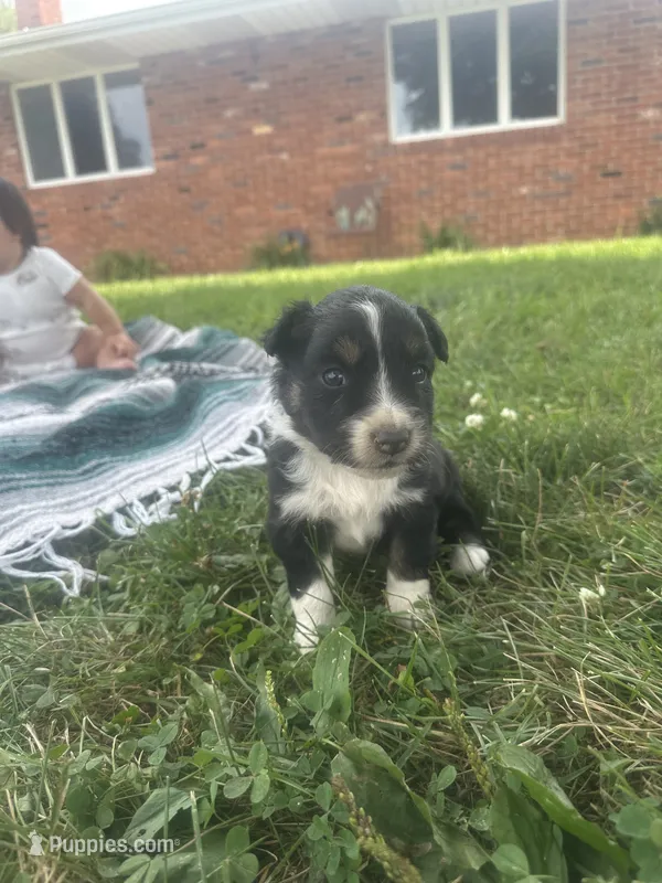 Arrow  – Australian Shepherd puppy for sale in Toledo, IL