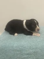 Arrow , a male Australian Shepherd for sale in Toledo, IL – 2 of 3