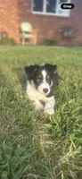 Dezz , a male Australian Shepherd for sale in Toledo, IL – 3 of 9