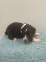 Arrow , a male Australian Shepherd for sale in Toledo, IL – 3 of 3