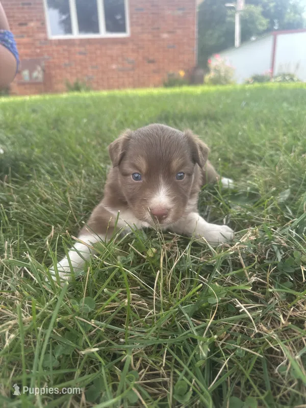 Ginger – Australian Shepherd puppy for sale in Toledo, IL