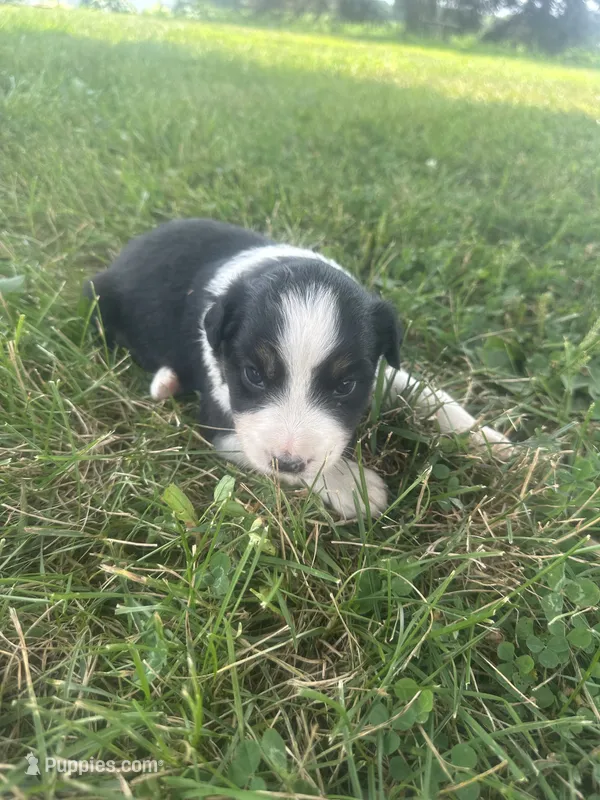 Dezz  – Australian Shepherd puppy for sale in Toledo, IL