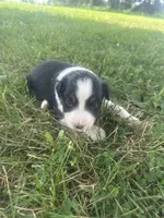 Dezz , a male Australian Shepherd for sale in Toledo, IL – 4 of 9
