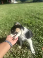 Dezz , a male Australian Shepherd for sale in Toledo, IL – 2 of 9