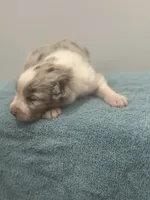 Monster , a male Australian Shepherd for sale in Toledo, IL – 4 of 4