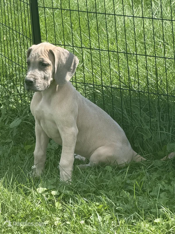 Everly – Great Dane puppy for sale in Homer City, PA