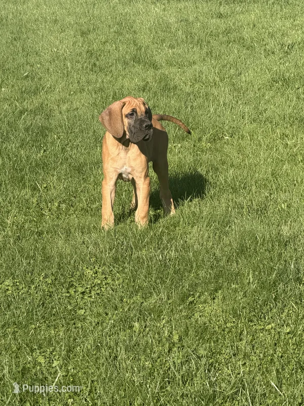 Duke – Great Dane puppy for sale in Homer City, PA