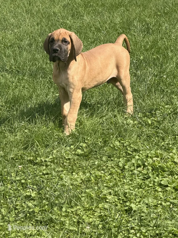 Duke – Great Dane puppy for sale in Homer City, PA