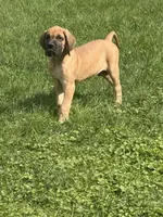 Duke, a male Great Dane for sale in Homer City, PA – 1 of 3