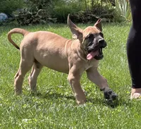 Duke, a male Great Dane for sale in Homer City, PA – 2 of 3