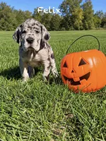 Felix, a male Great Dane for sale in Homer City, PA – 2 of 4