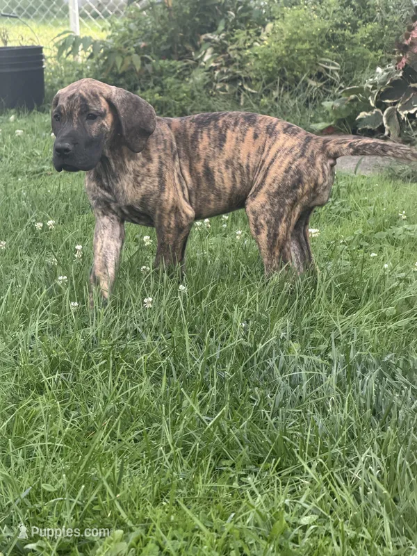 Ember – Great Dane puppy for sale in Homer City, PA