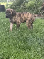 Ember, a female Great Dane for sale in Homer City, PA – 1 of 3