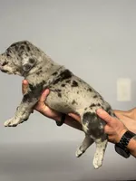 Felix, a male Great Dane for sale in Homer City, PA – 4 of 4
