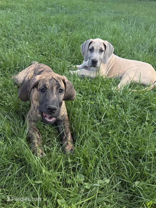 Everly – Great Dane puppy for sale in Homer City, PA