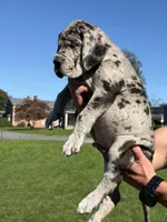 Felix, a male Great Dane for sale in Homer City, PA – 1 of 4